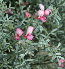 Lotus bryantii
