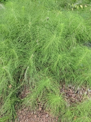 Equisetum telmateia