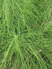 Equisetum telmateia
