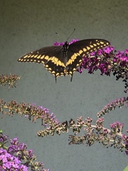 Papilio polyxenes