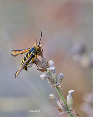 Bembecia uroceriformis