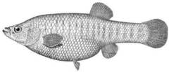 Darkedged Splitfin photo 4