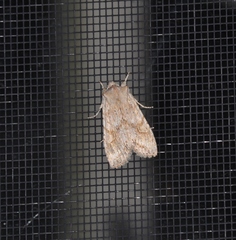 Lithophane bethunei