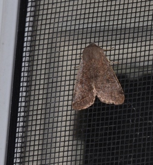 Orthosia rubescens