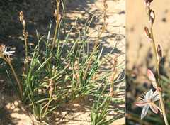 Trachyandra chlamydophylla