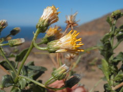 Bebbia atriplicifolia