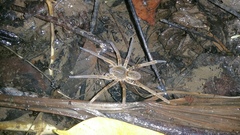 Ancylometes bogotensis