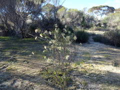 Pimelea stricta