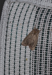 Lithophane disposita