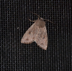 Orthosia rubescens