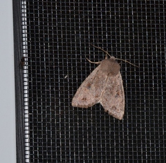 Orthosia rubescens