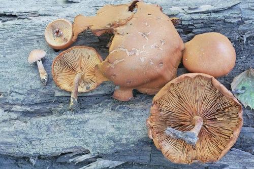 Gymnopilus