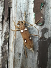 Eburia