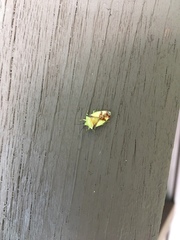 Elasmostethus atricornis