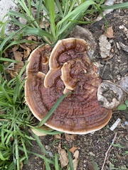 Ganoderma sessile