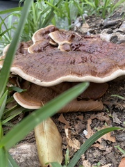 Ganoderma sessile