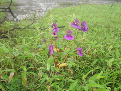Impatiens lawii