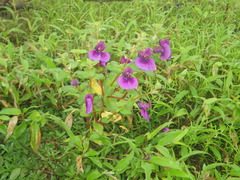 Impatiens lawii