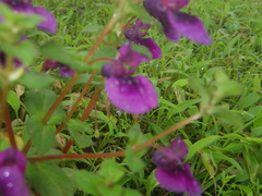 Impatiens lawii