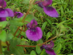 Impatiens lawii