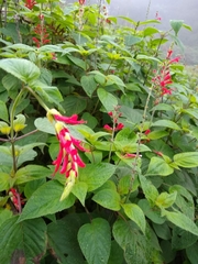 Salvia cinnabarina