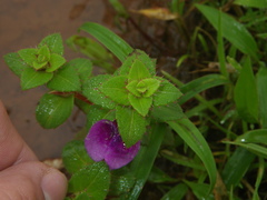 Impatiens lawii