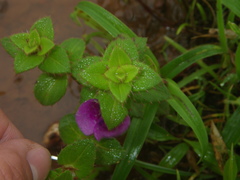 Impatiens lawii