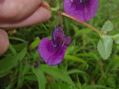 Impatiens lawii