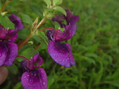 Impatiens lawii