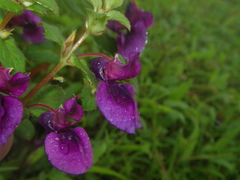 Impatiens lawii