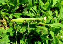 Mantis religiosa