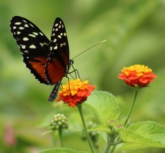 Heliconius hecale zuleika