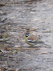 Emberiza flaviventris flaviventris