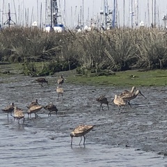 Limosa