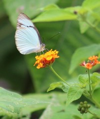 Itaballia demophile centralis