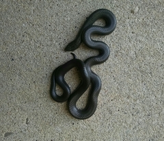 Diadophis punctatus regalis