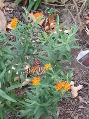 Danaus plexippus