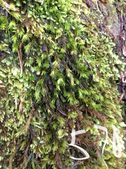 Racomitrium ryszardii