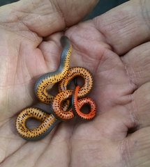 Diadophis punctatus regalis