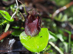 Corybas orbiculatus