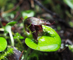 Corybas orbiculatus