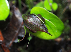 Corybas orbiculatus