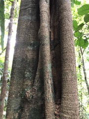 Aspidosperma excelsum