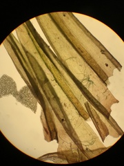 Racomitrium ryszardii