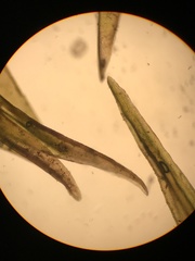 Racomitrium ryszardii