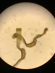 Racomitrium ryszardii