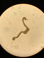 Racomitrium ryszardii