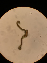 Racomitrium ryszardii