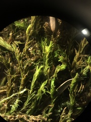 Racomitrium ryszardii