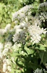 Eupatorium perfoliatum